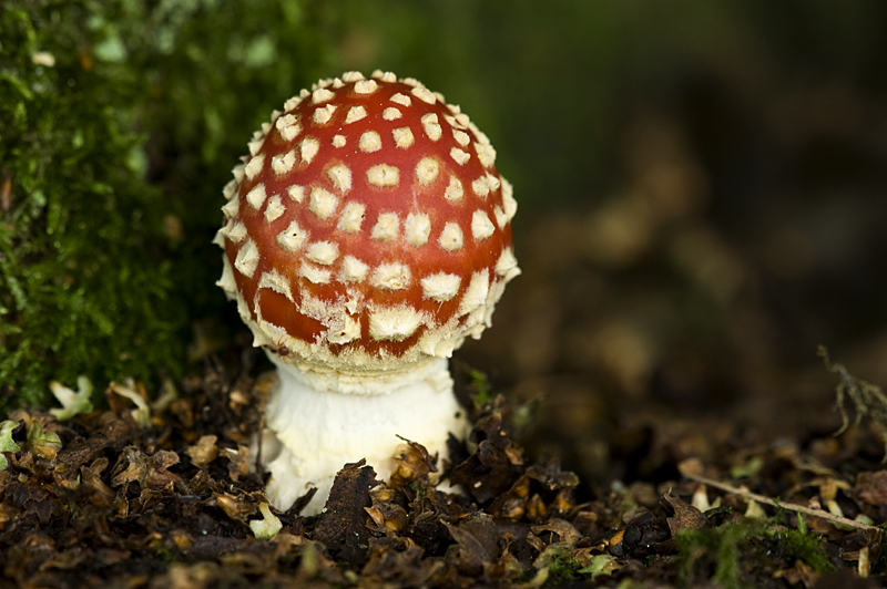 Fly agaric/Vliegenzwam 67