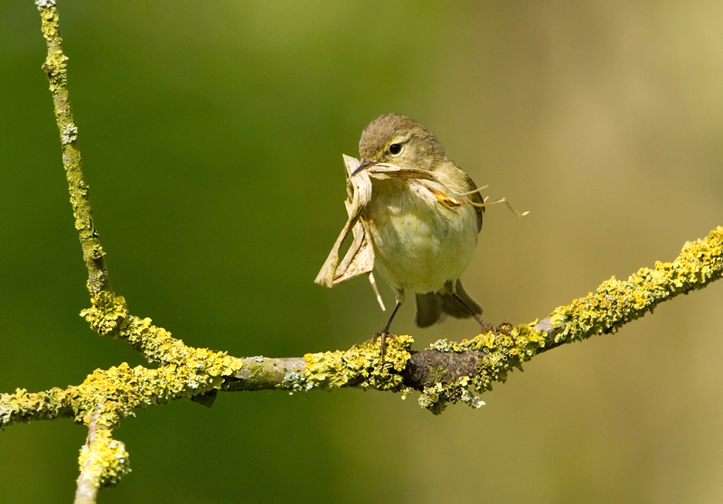 Common Chiffchaff - Tjiftjaf  - Phylloscopus collybita