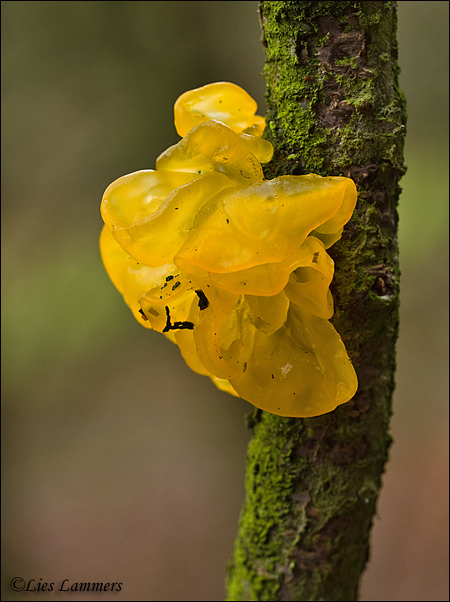 Yellow brain fungus - Gele Trilzwam_MG_1693