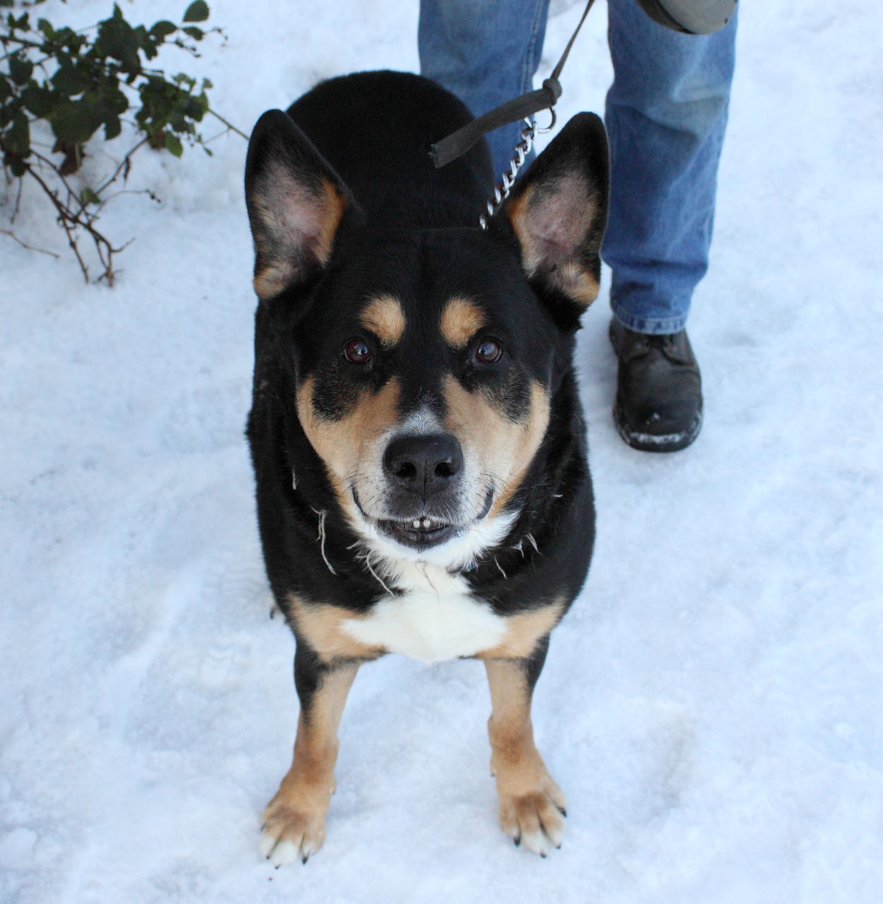 Snowy dog