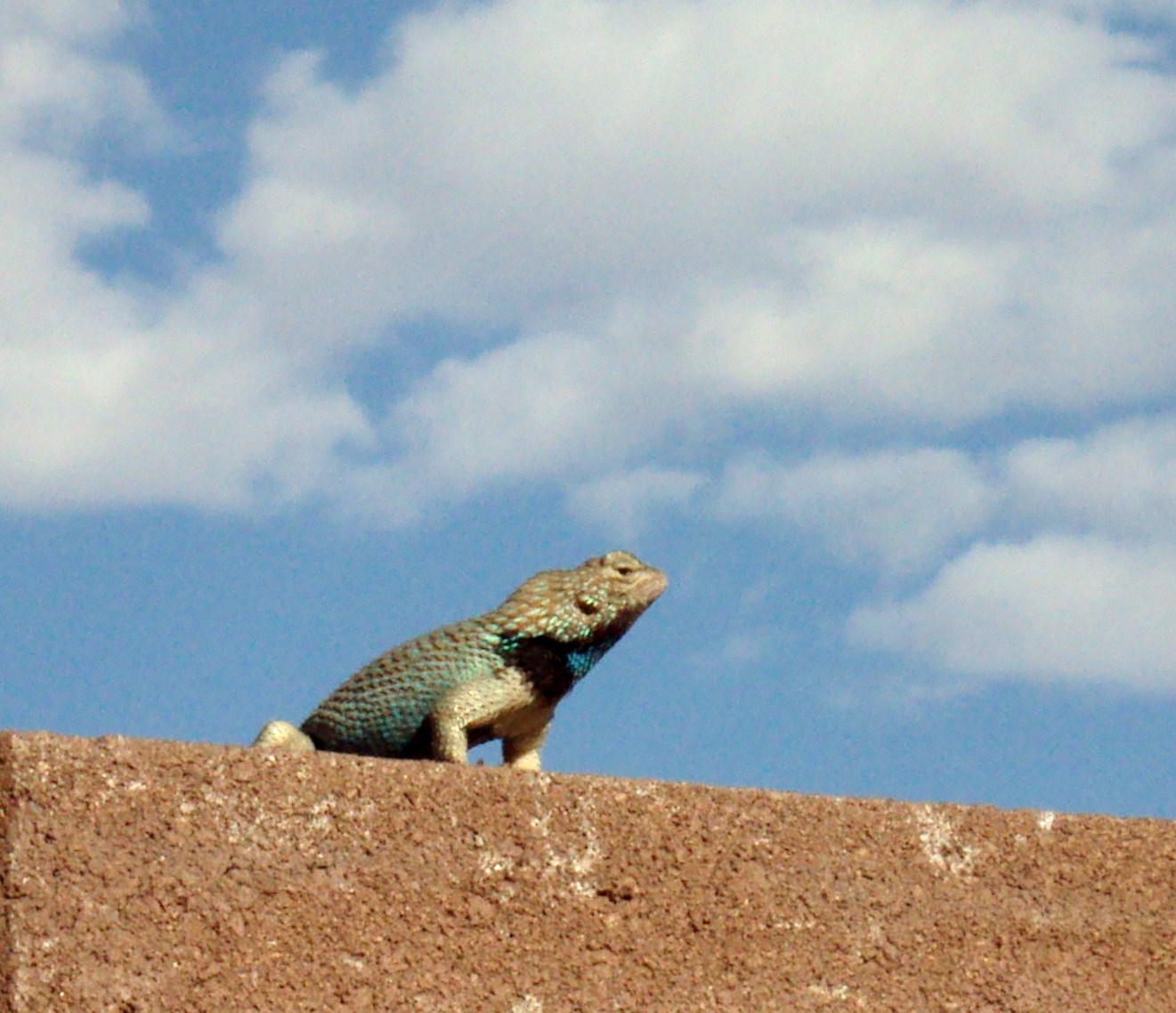 Desert Spiny Lizard