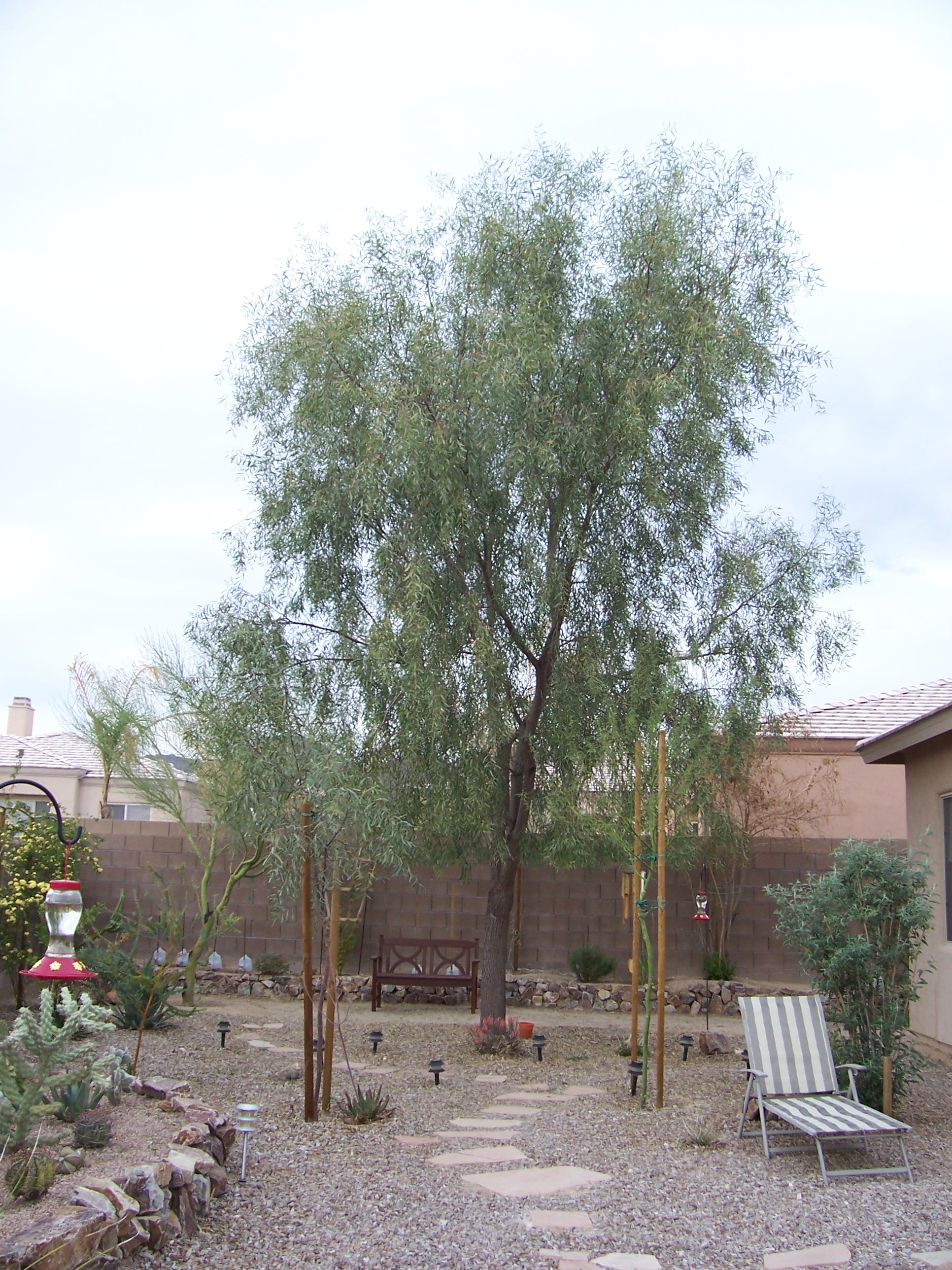 Willow Acacia 2007