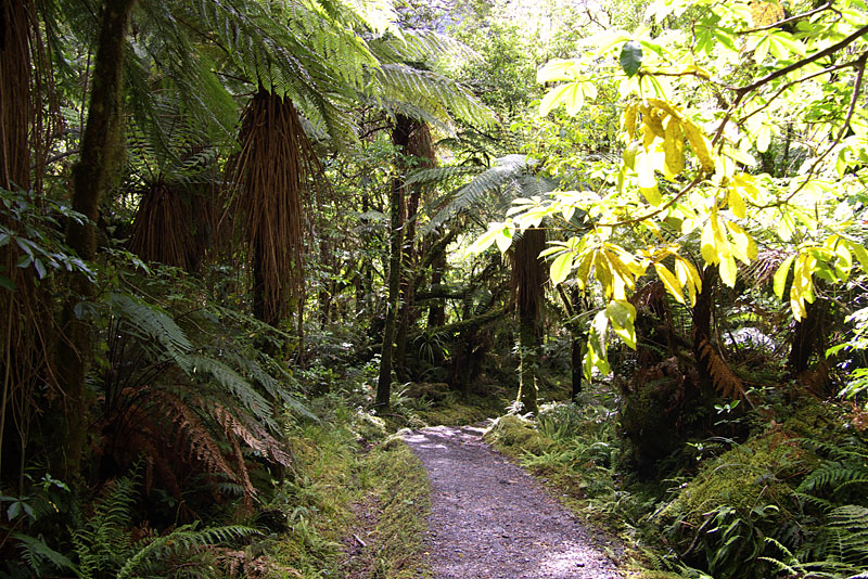 Rain forest near Fox Glacier