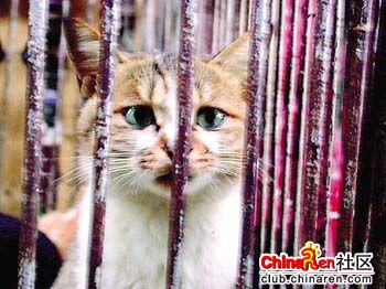 µóÀY¤½¶}¦Y¿ß¦×(¤¤°ê) /  It takes some cruel processes to turn innocent cats into dishes in China¡I