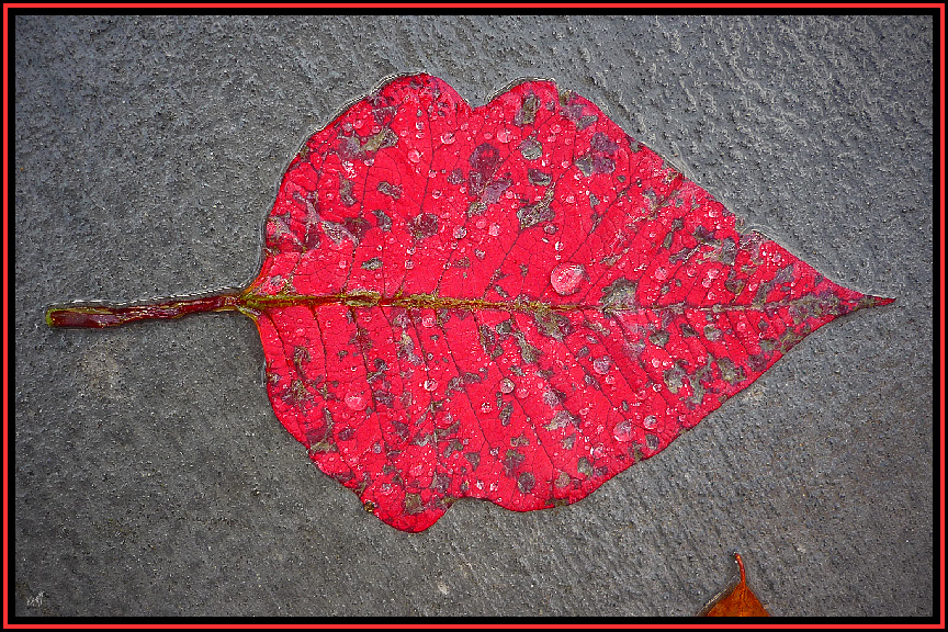 Autumn leaf-51