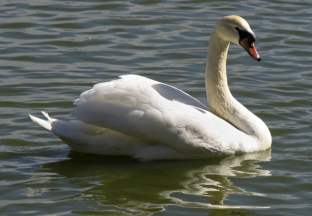 cisne