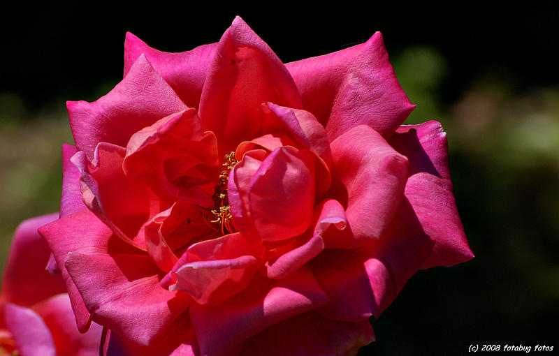 Beauty Rose