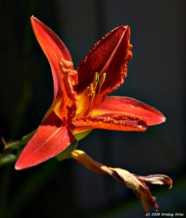 Another day lily