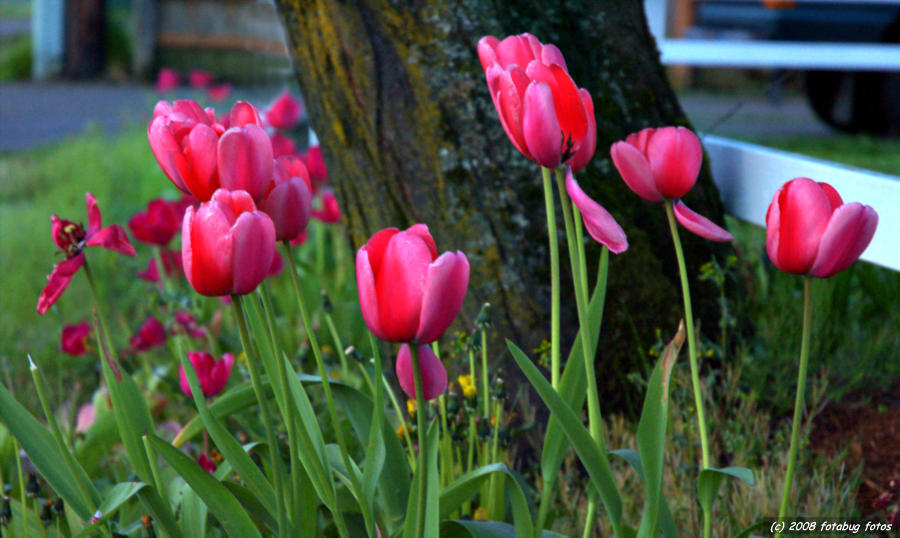 Tulips can tell
