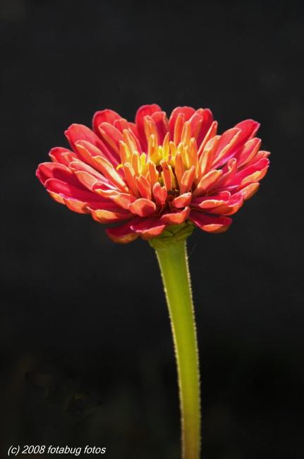 Long-stemmed beauty