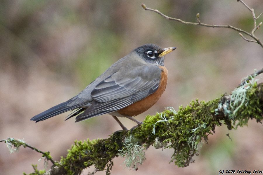 A real close up - not a crop (I got within five feet of this robin)