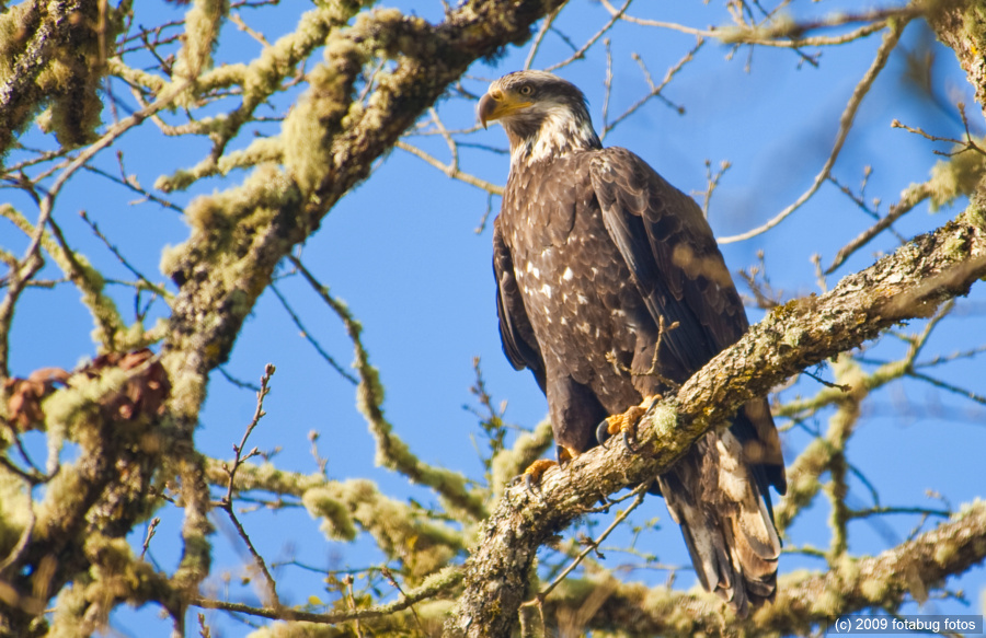 Immature eagle #2