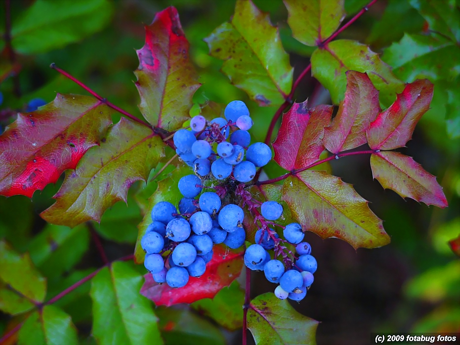 Oregon Grape - State Flower