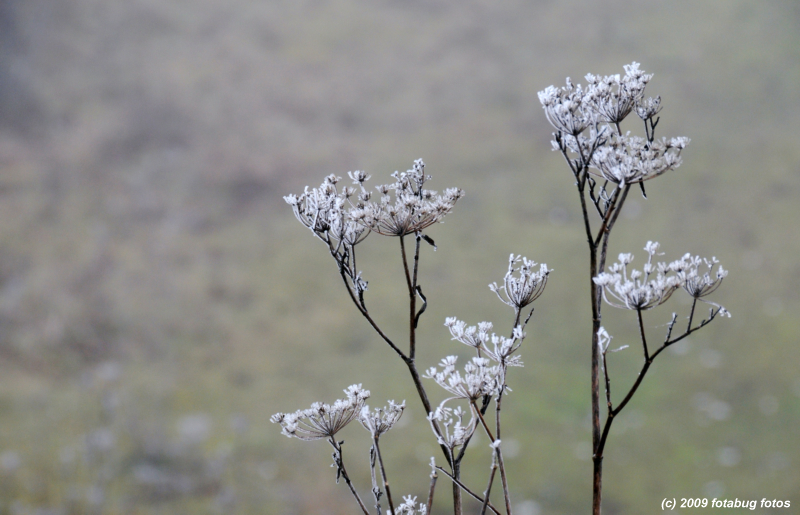 D300s-122409_041.jpg
