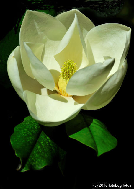 Magnolia Blossom