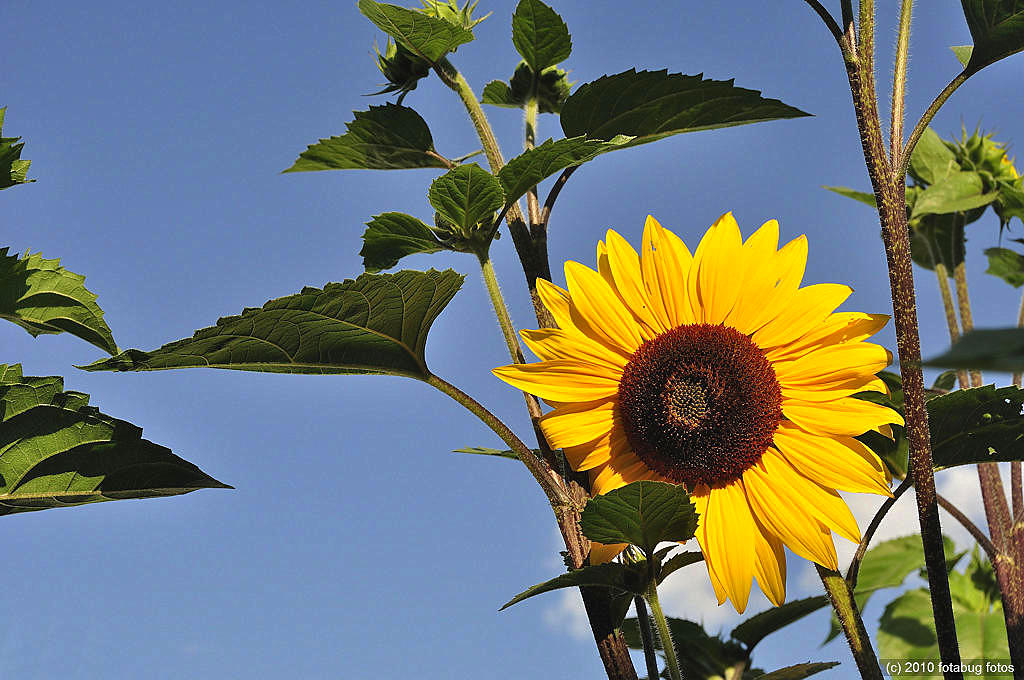 Is That The Sun (flower) I See?