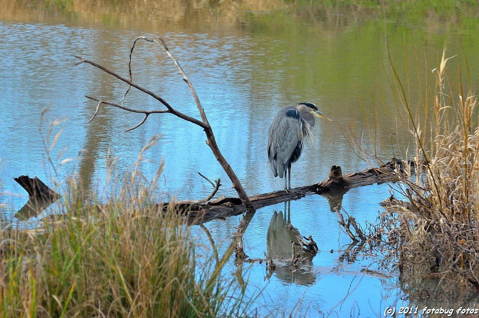 Heron In The Ponds