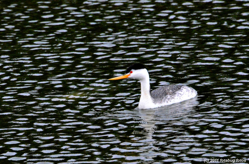 Clarks Grebe