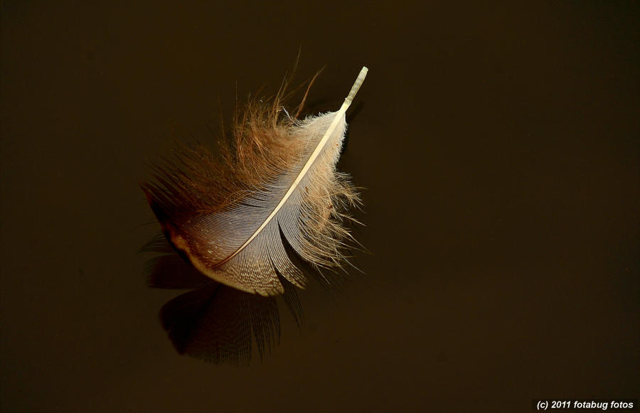 Goose Feathers Can Be Beautiful