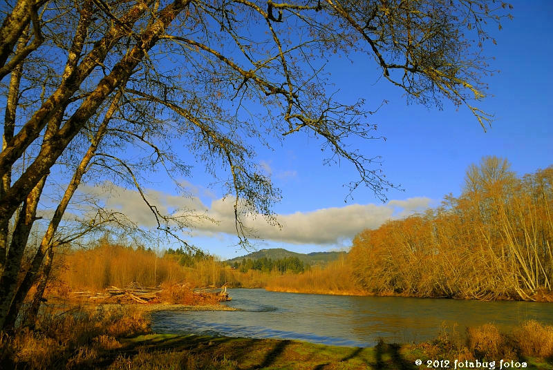 Oregons Beautiful McKenzie River