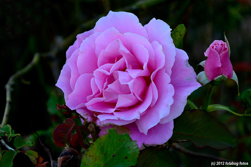 A Pink Rose For You!