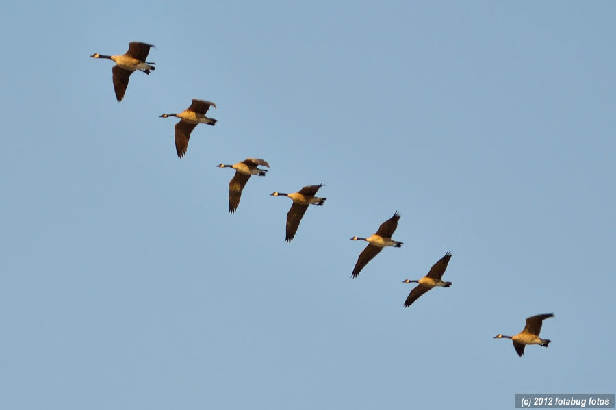 Hmm!   Why are They  Heading South?