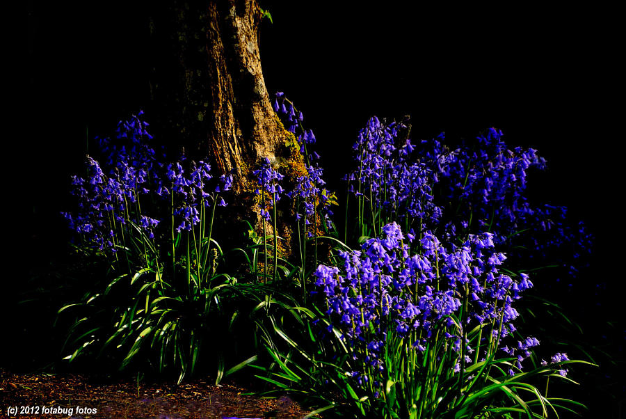 Bluebells Basking in the Light