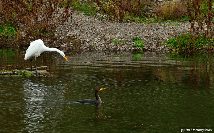 Hey, this is my territory!