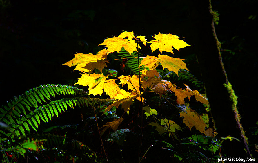 Spotlight on Fall Colors