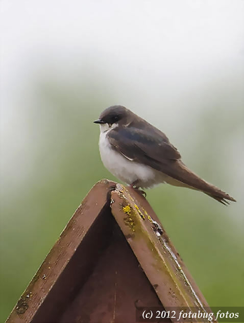 Barn Swallow
