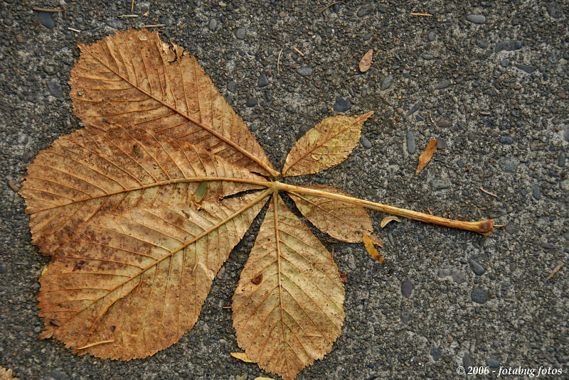 D200-2006-11-14_111.jpg