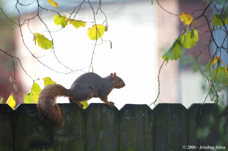 On the fence