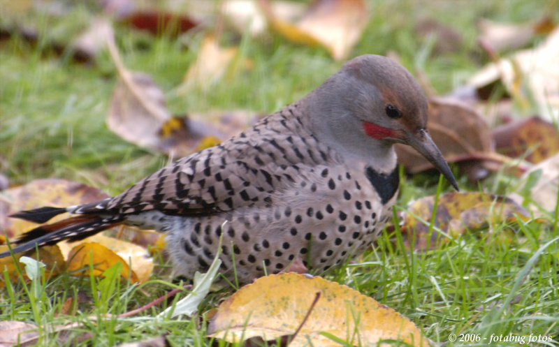 Northern Flicker