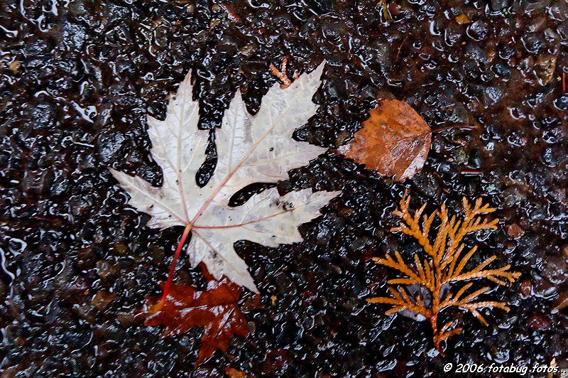 Leaves on wet asphalt