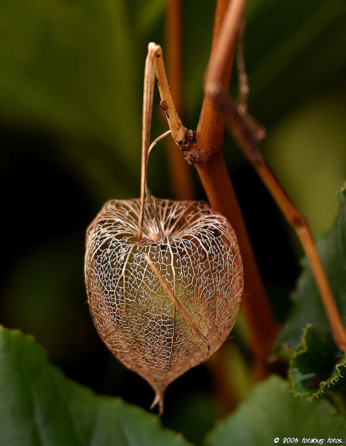 Fading Chinese Lantern