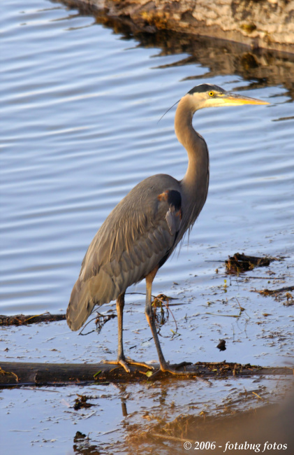 Great Blue Heron in golden light