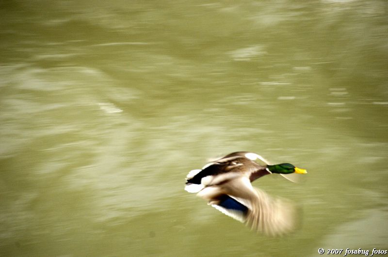Flying duck