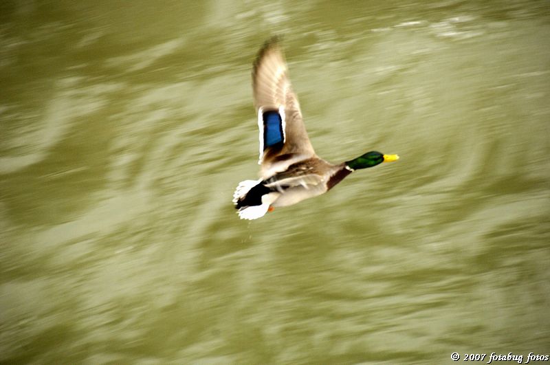 Flying duck #2