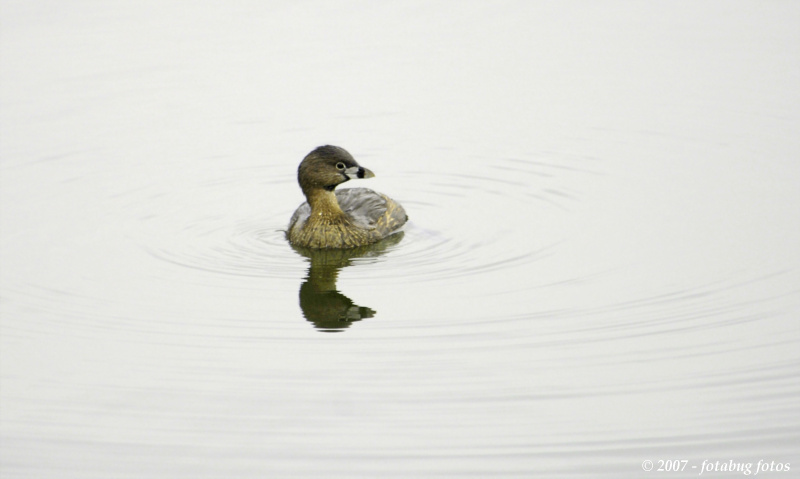 Pied-billed Grebe