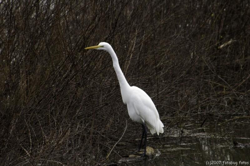 Great Egret