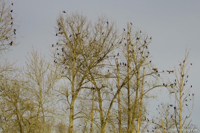 The trees were filled with cormorants