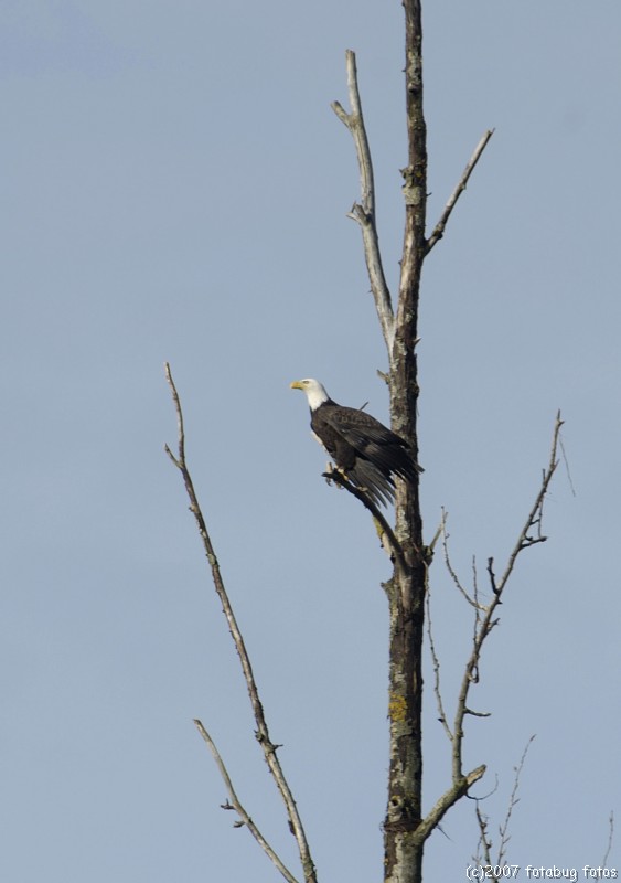 Bald eagle