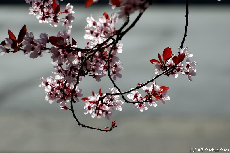 D70-2007-03-17_030.jpg