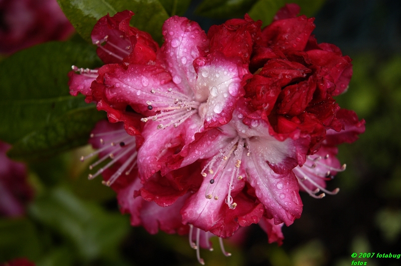 Freshened by spring rain