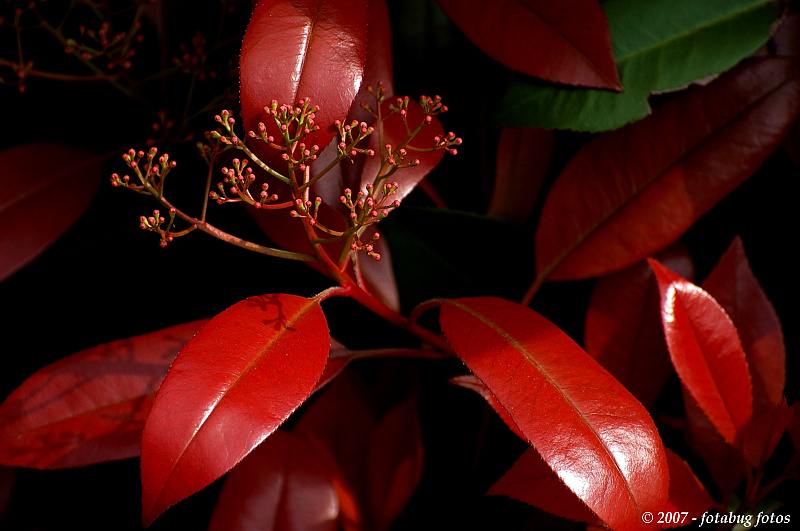 Natures Red