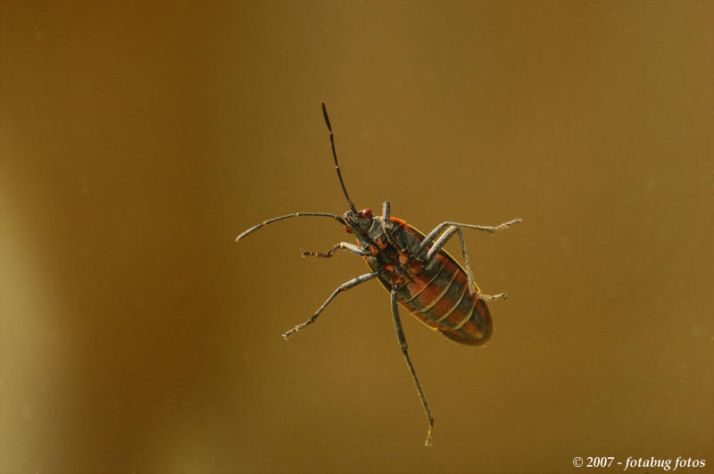 Dont bug me!