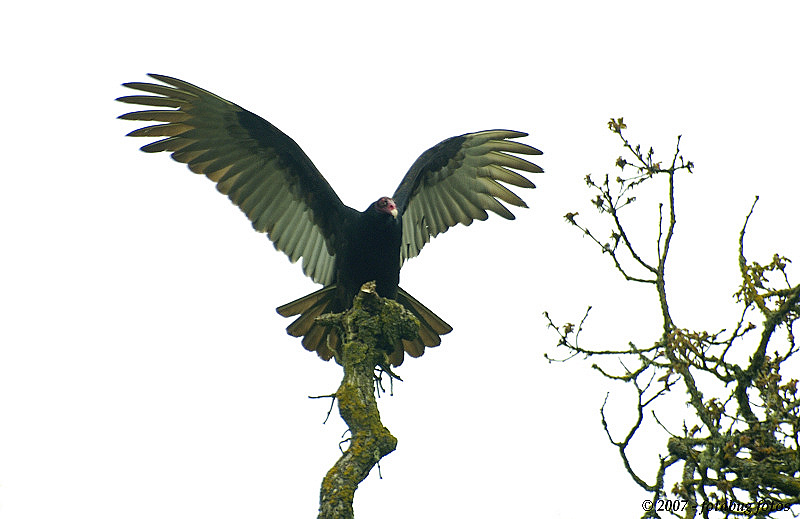 Turkey Vulture