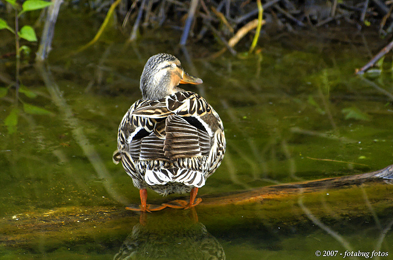 Off a Ducks Back