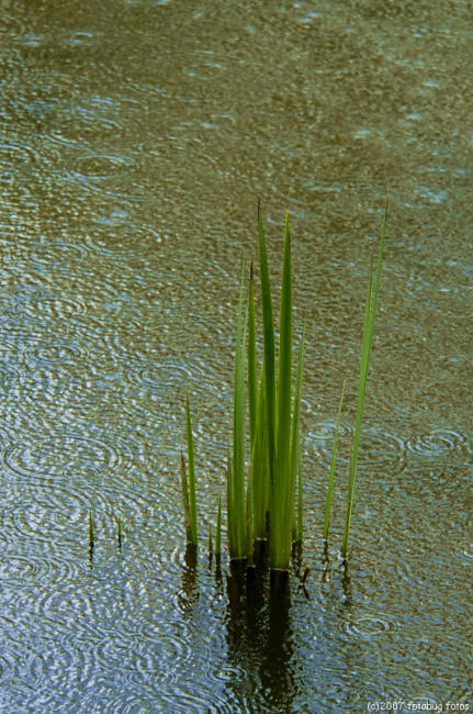 D2x2007-04-18_211.jpg