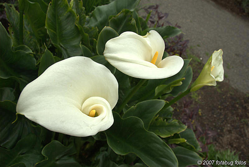 Calla Lily